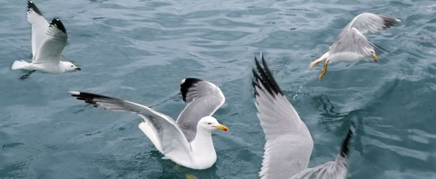 RSPB Says Global Seabird Population At Risk