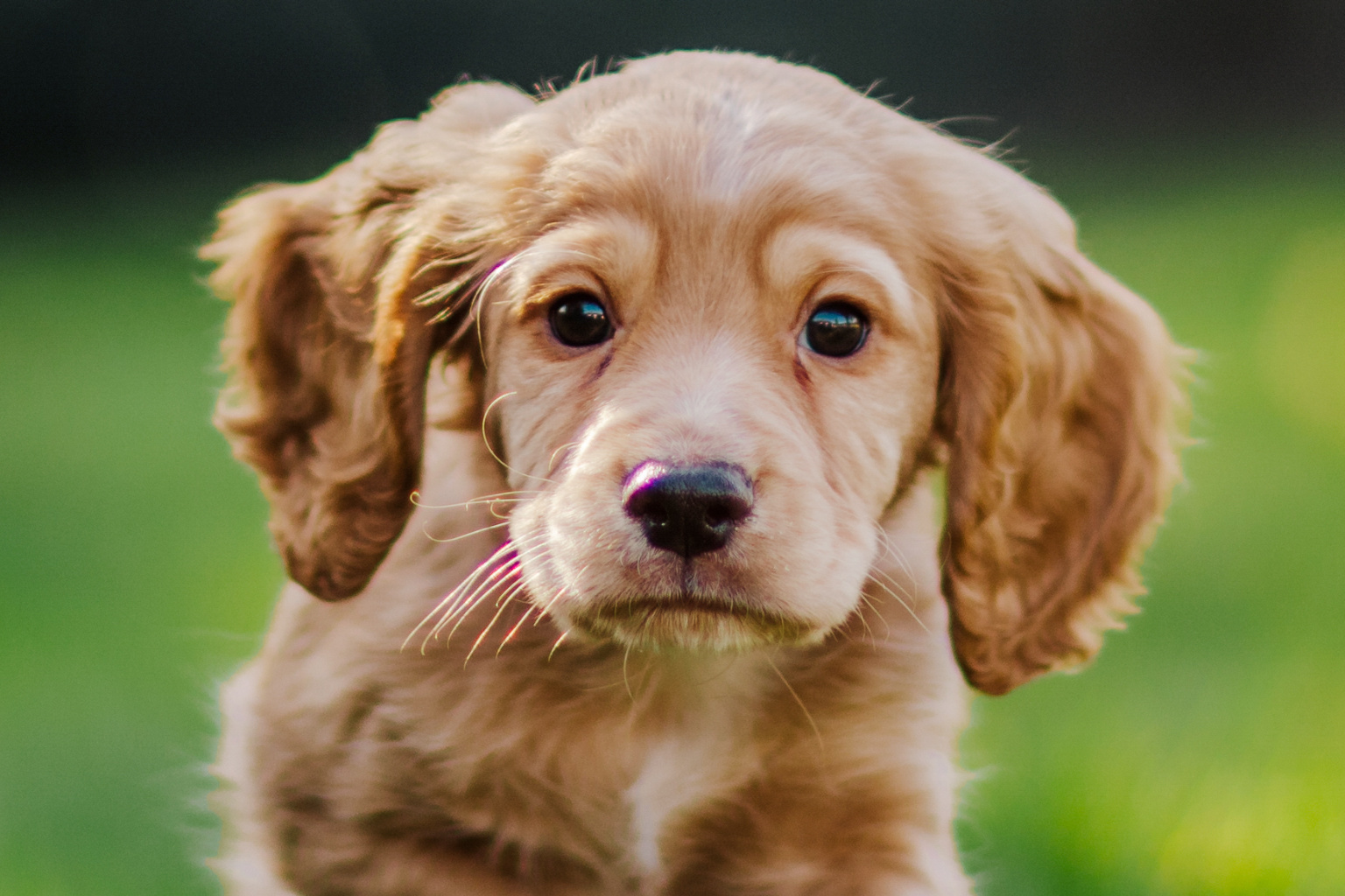 Sponsor A Puppy Potter