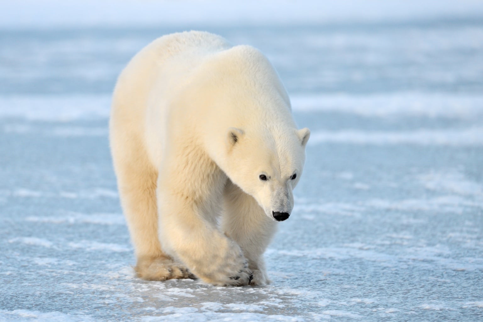 Adopt a Polar Bear