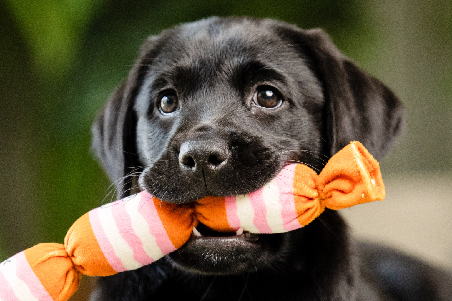 Sponsor a Puppy Buttons