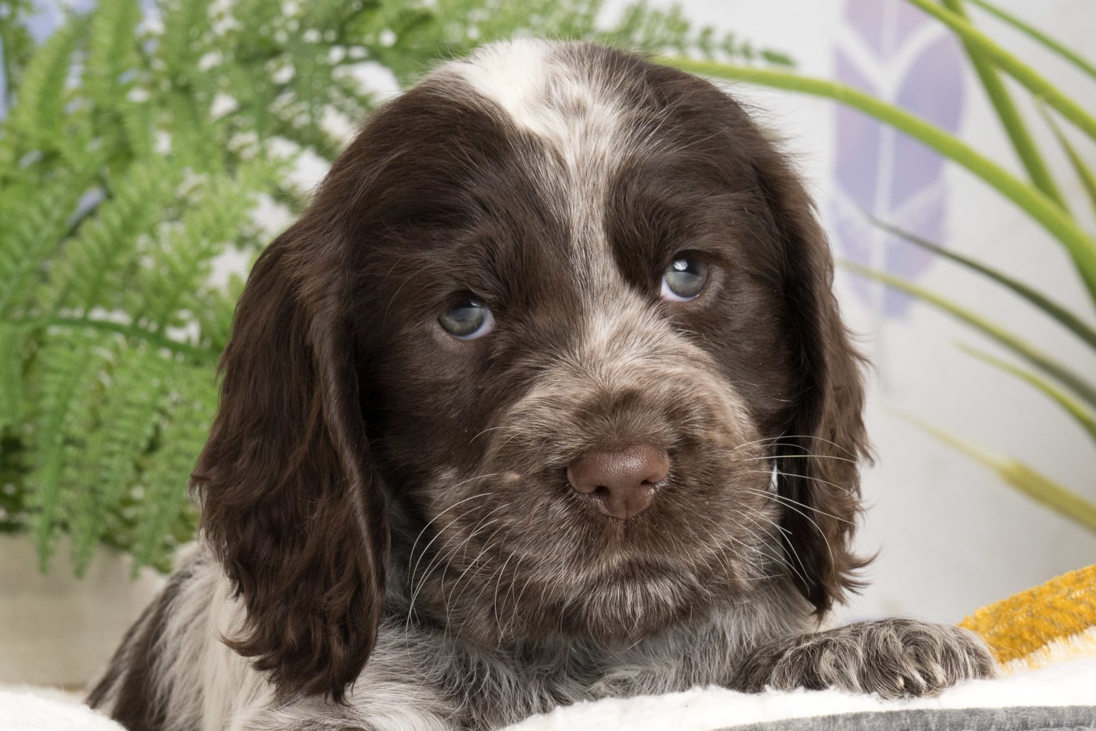 Sponsor a Puppy Hebe