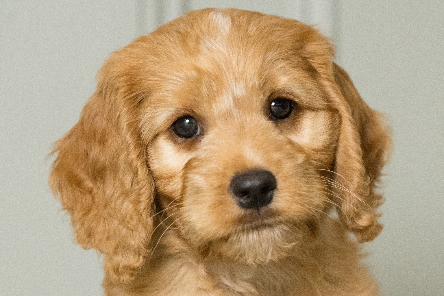 Sponsor a Puppy Colette