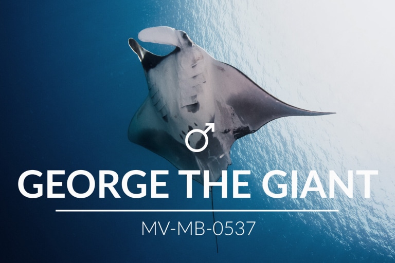 Adopt a Manta – George the Giant