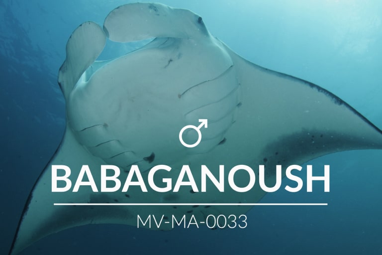 Adopt a Manta – Babaganoush