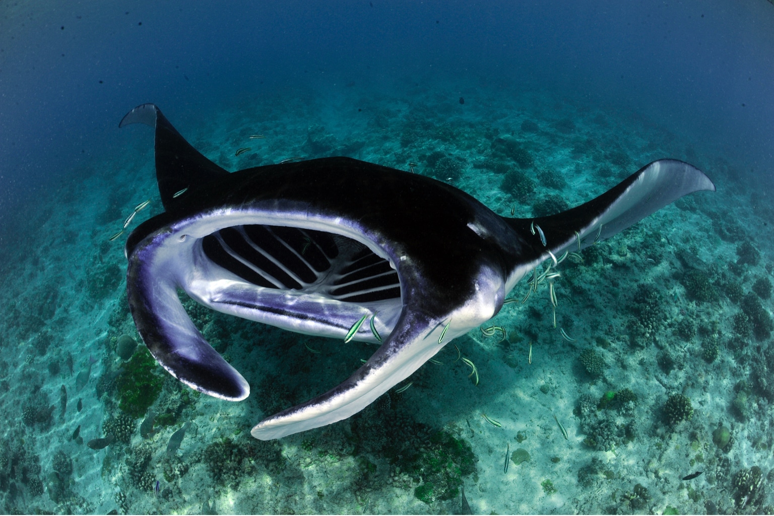 Support Manta Trust